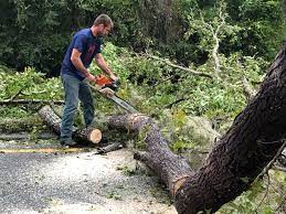 Parker, CO  Tree Services Company