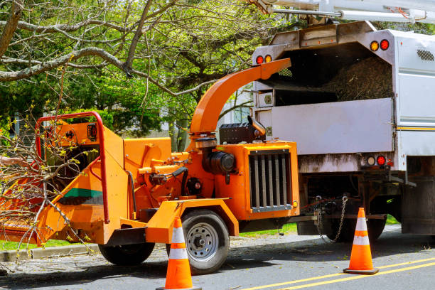 How Our Tree Care Process Works  in  Parker, CO